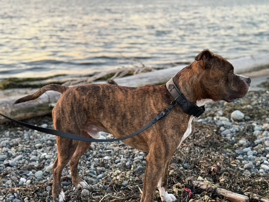 Dog People Waterproof Biothane Collar - Blackout