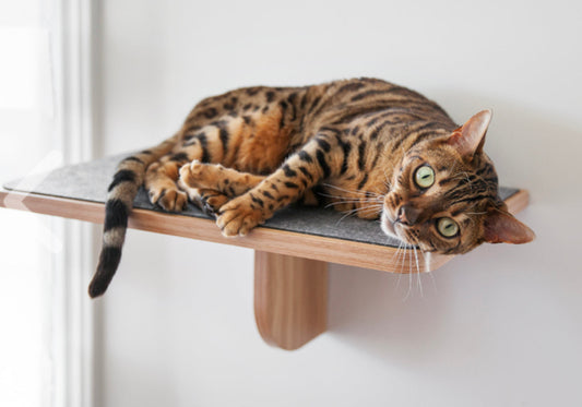 Katt3 Evo Shelf 19.7x11.4x8.3”