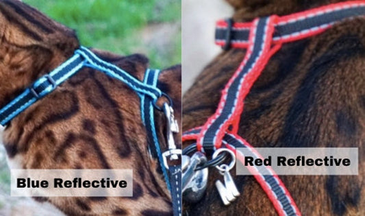 Surfer Cat Leash and Harness Combo