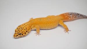 Gecko Leopard Assorted Morph