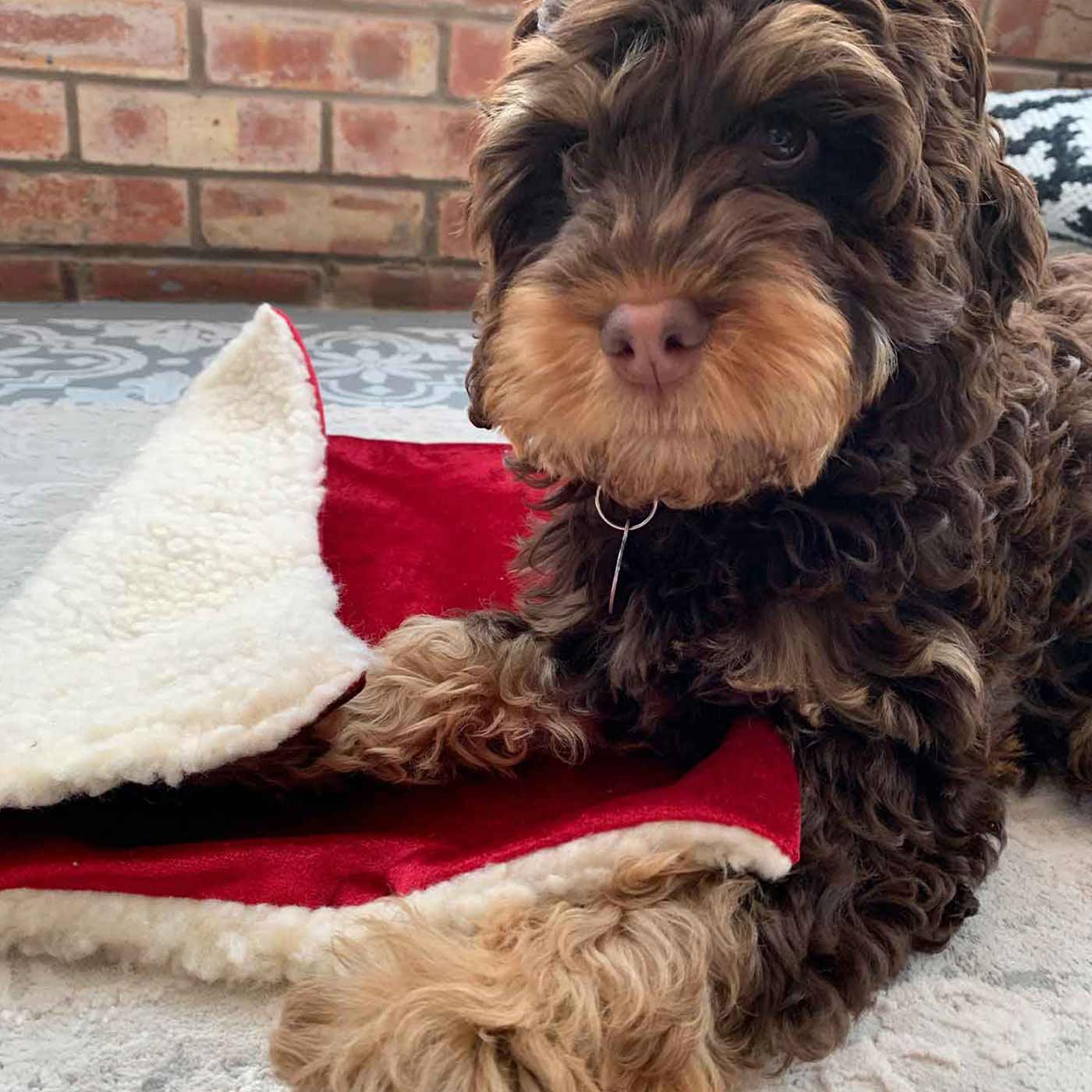 [color:cranberry velvet]